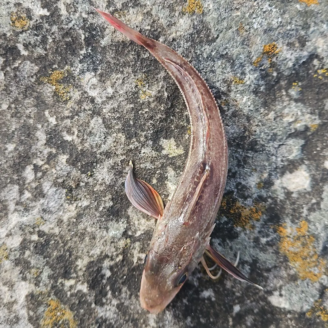 The most recent Grey gurnard catches on Fishbrain