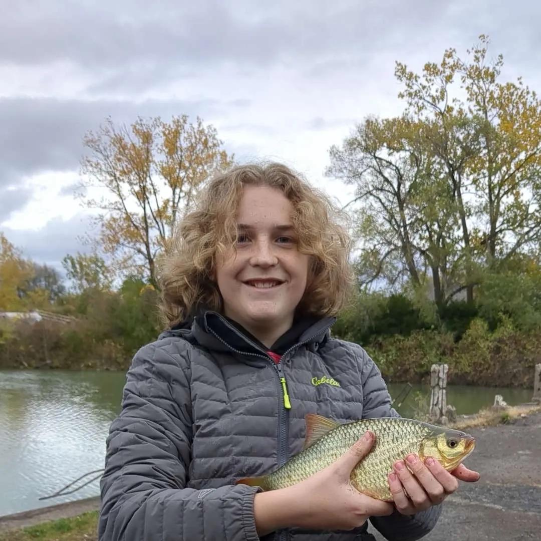 The most recent Common rudd catches on Fishbrain