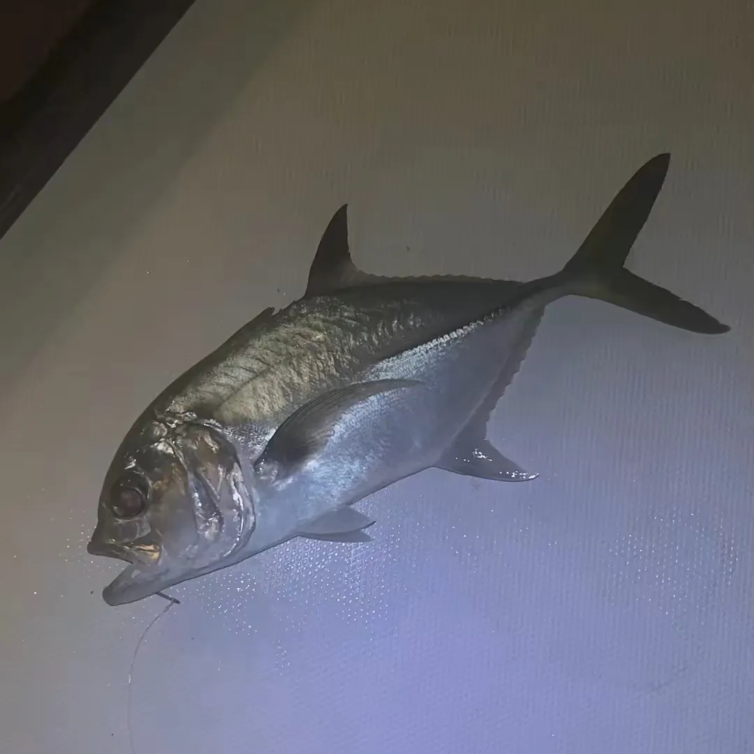 Horse-eye jack caught on Fishbrain