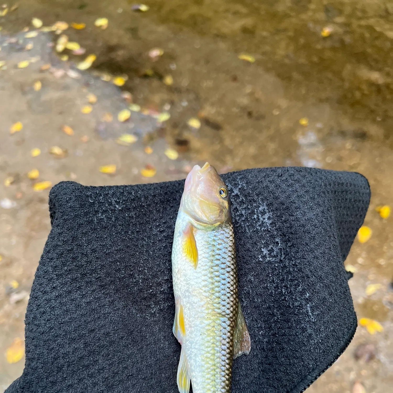 Hornyhead chub caught on Fishbrain