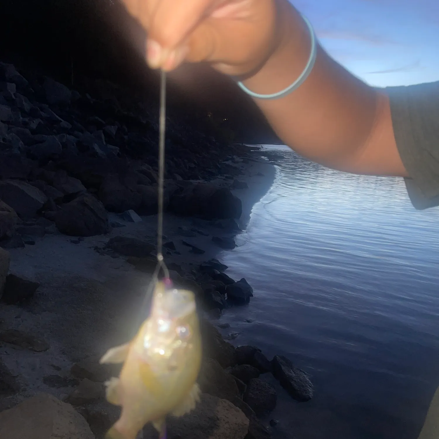 White crappie caught on Fishbrain