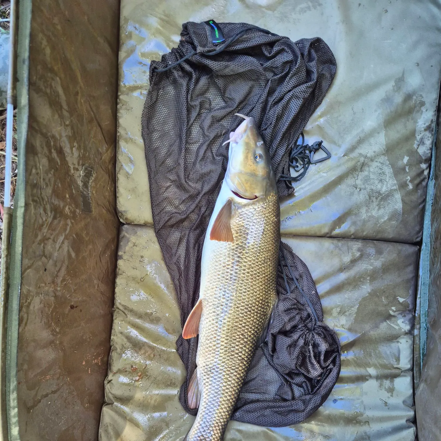 Common barbel caught on Fishbrain