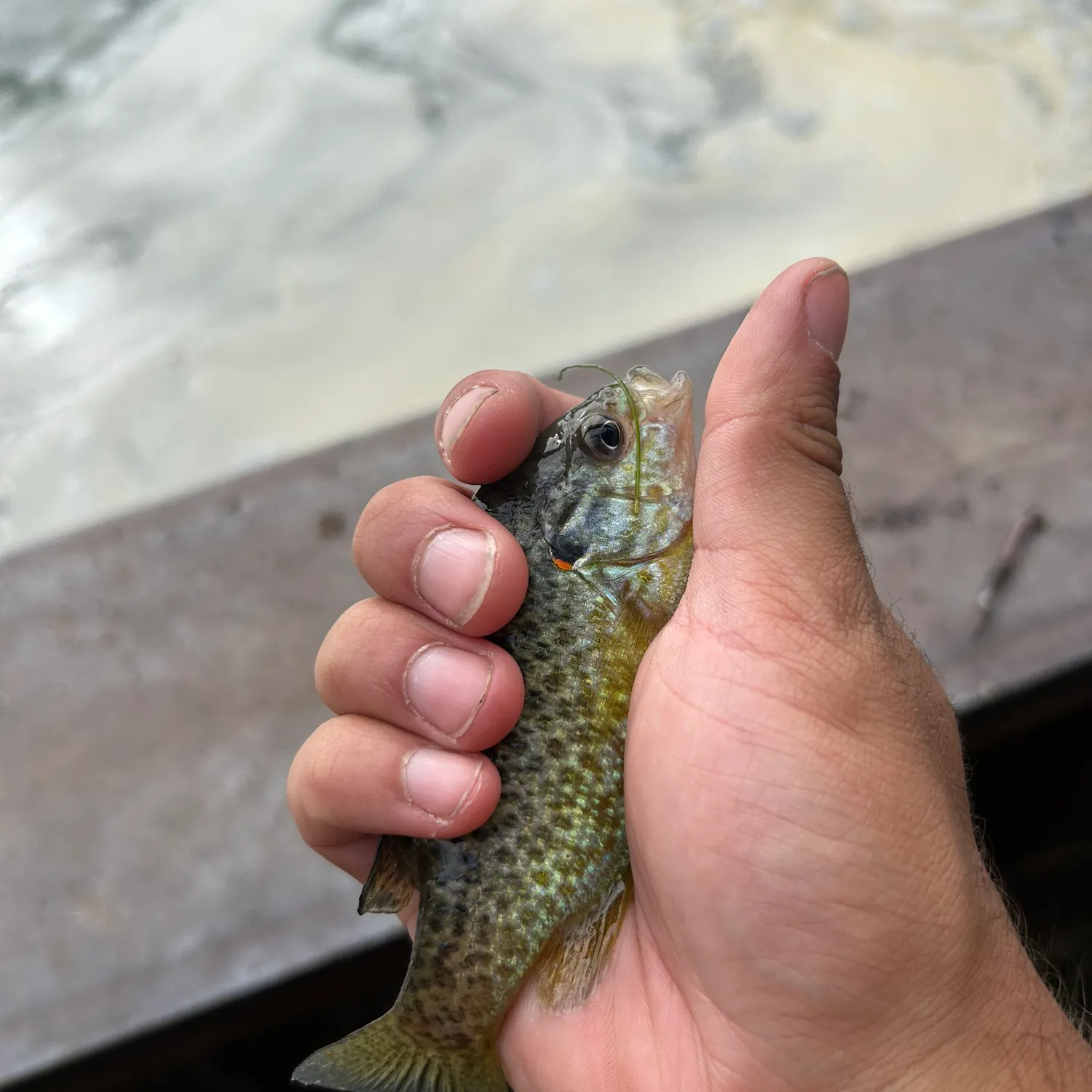 Pumpkinseed caught on Fishbrain