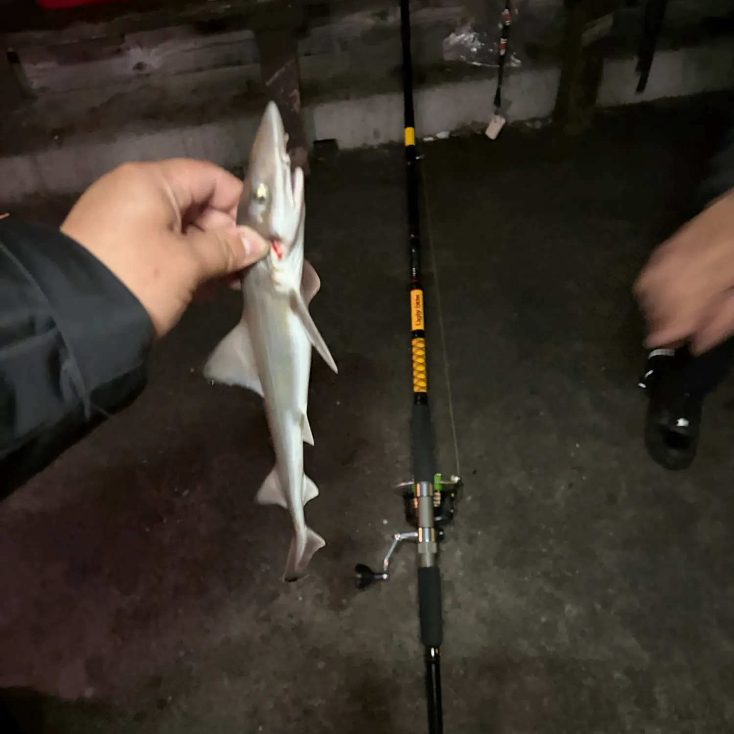 Grey smooth-hound caught on Fishbrain