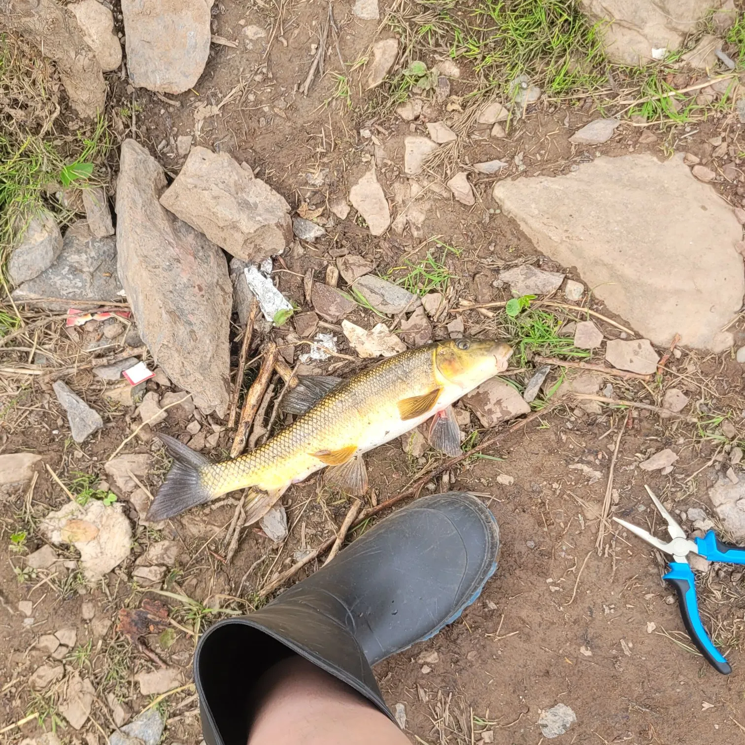 The most recent White sucker catches on Fishbrain