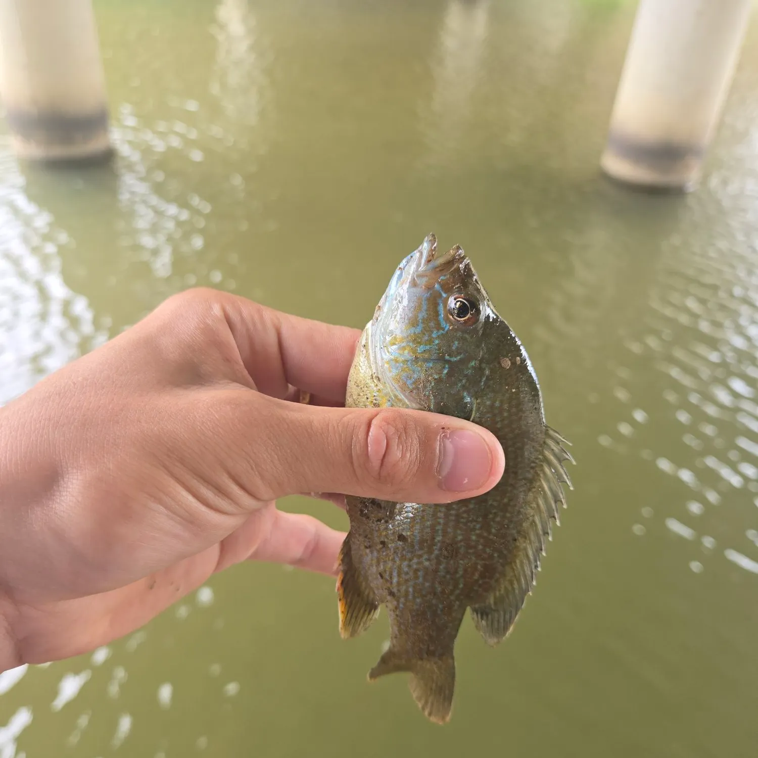 Bluegill caught on Fishbrain