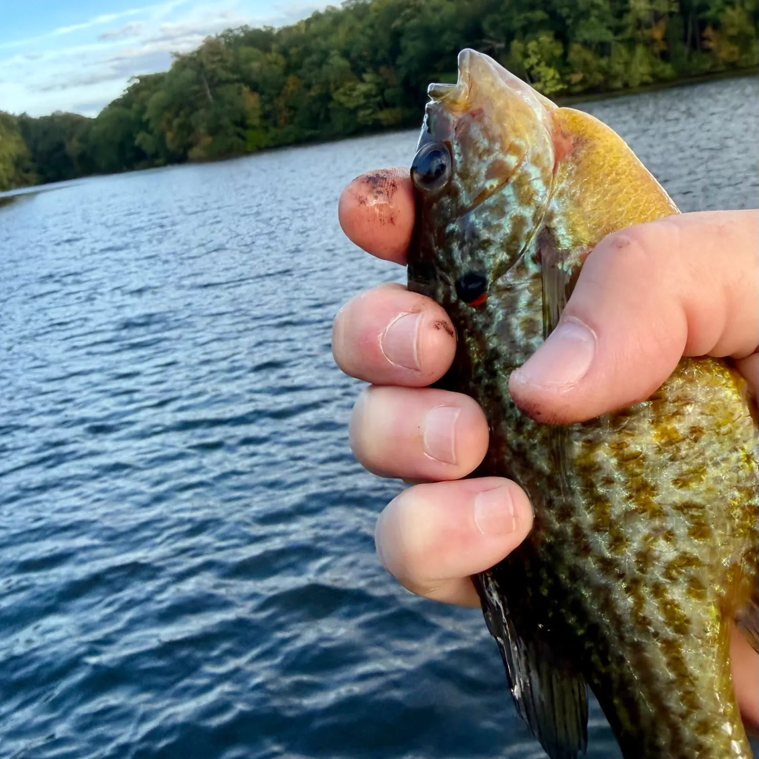 Bluegill caught on Fishbrain