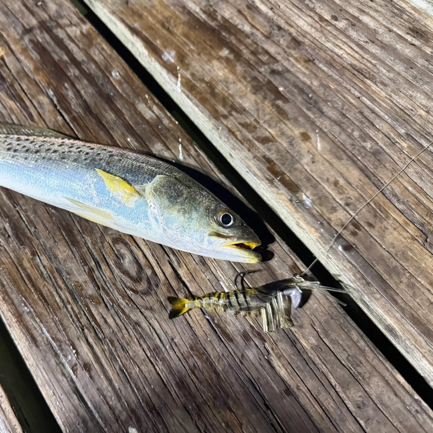 Spotted seatrout caught on Fishbrain