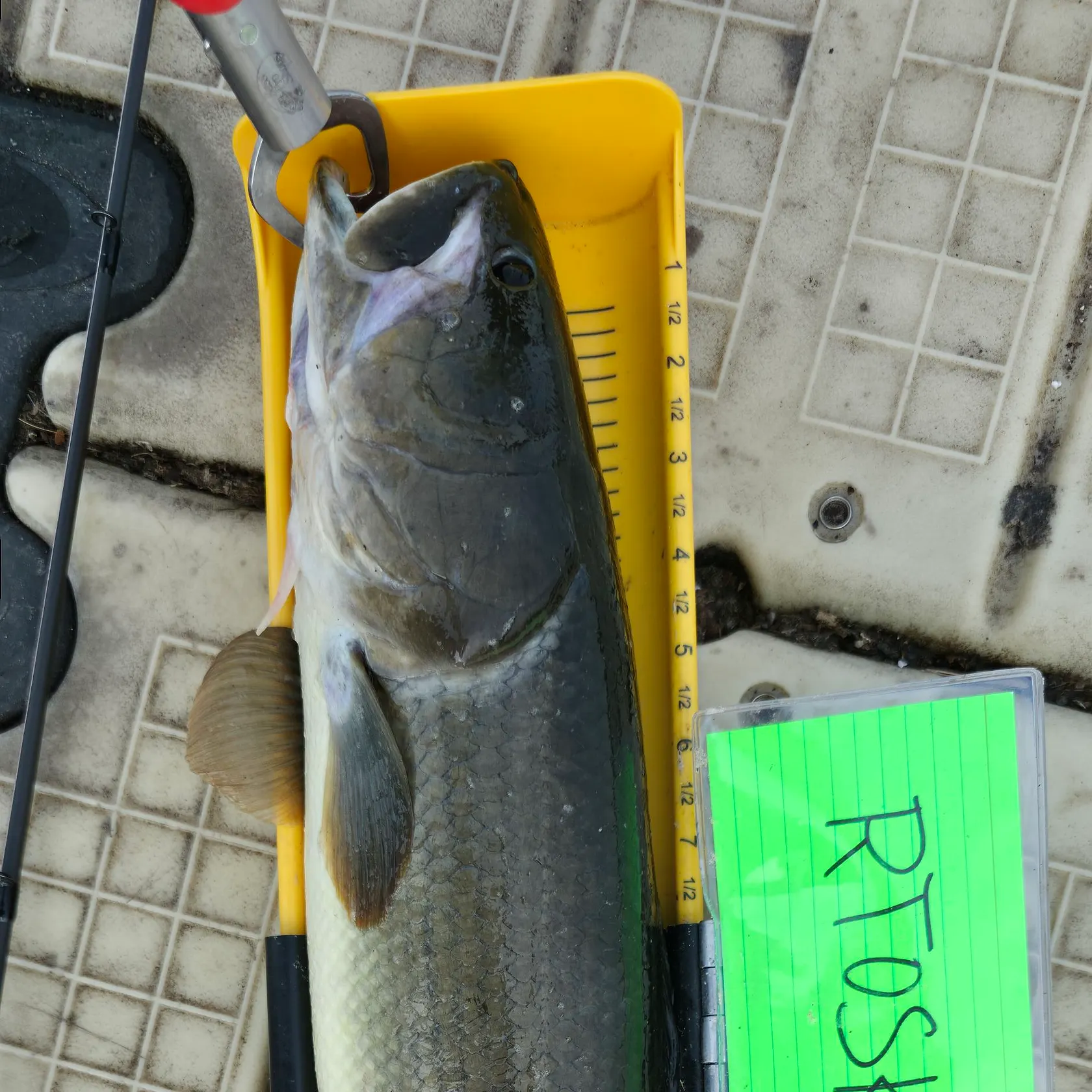 recently logged catches