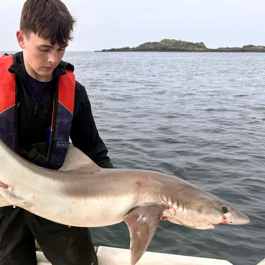 Tope shark caught on Fishbrain