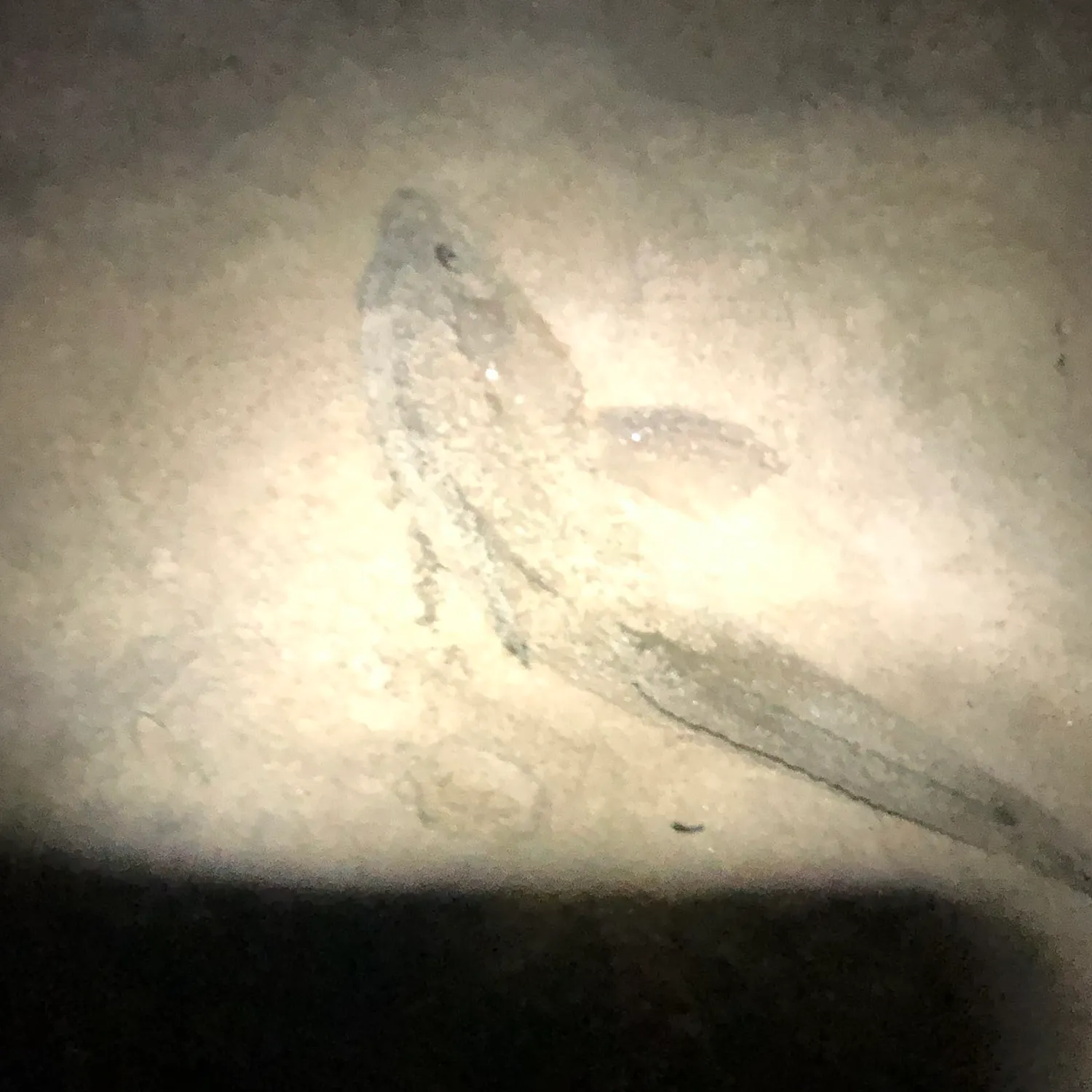 The most recent Northern kingcroaker catches on Fishbrain