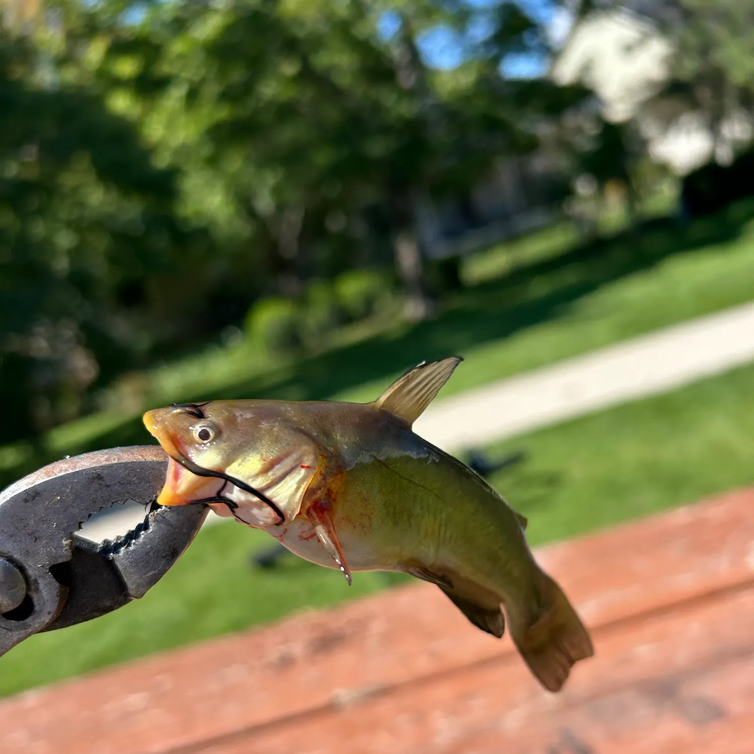 Yellow bullhead caught on Fishbrain
