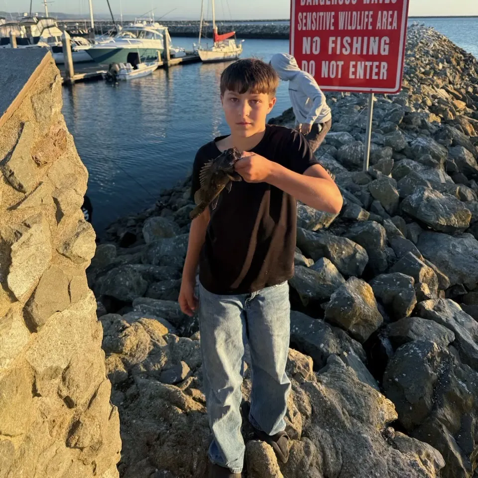 Grass rockfish caught on Fishbrain