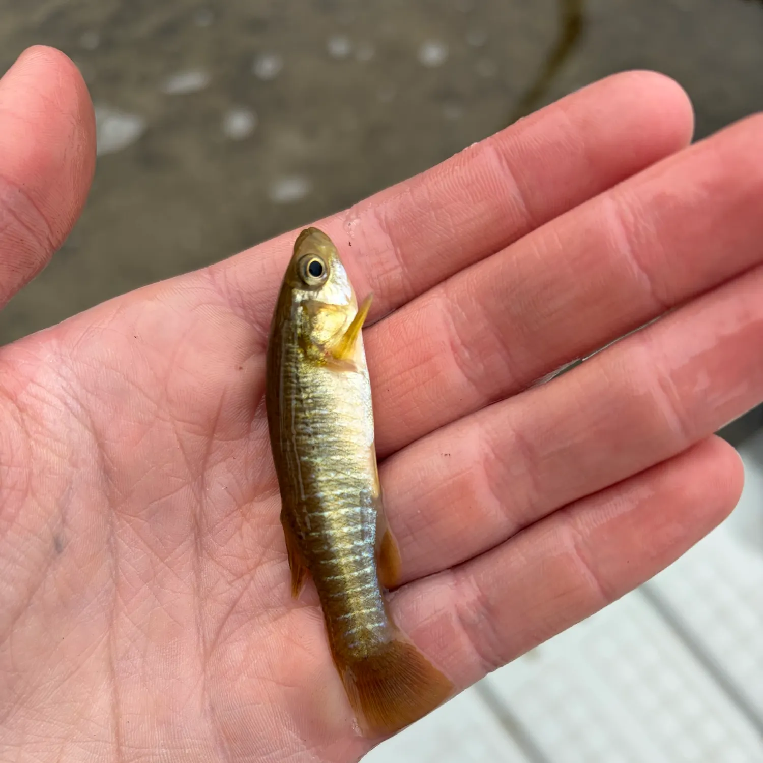 Banded killifish caught on Fishbrain