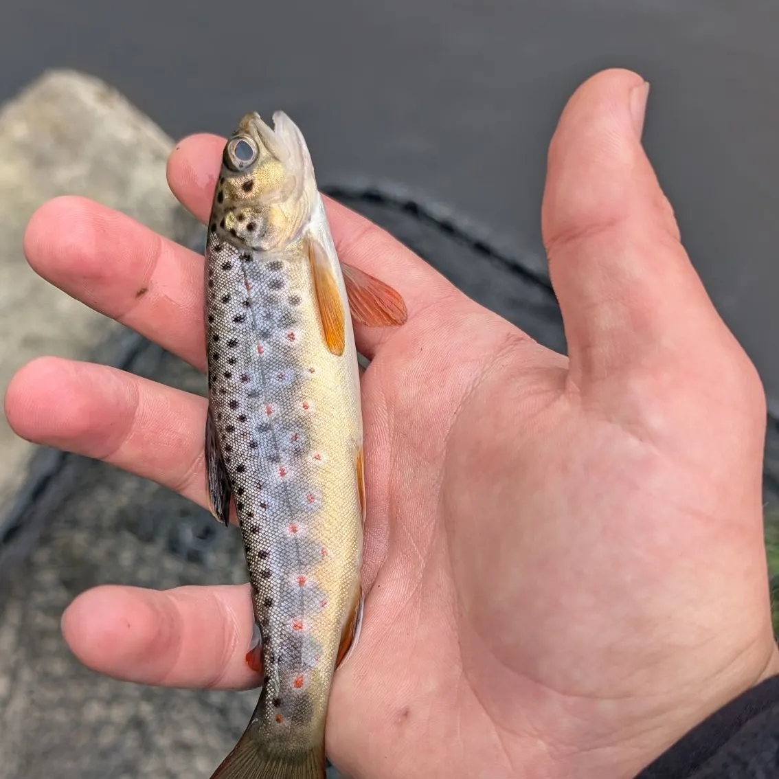 Brown trout caught on Fishbrain
