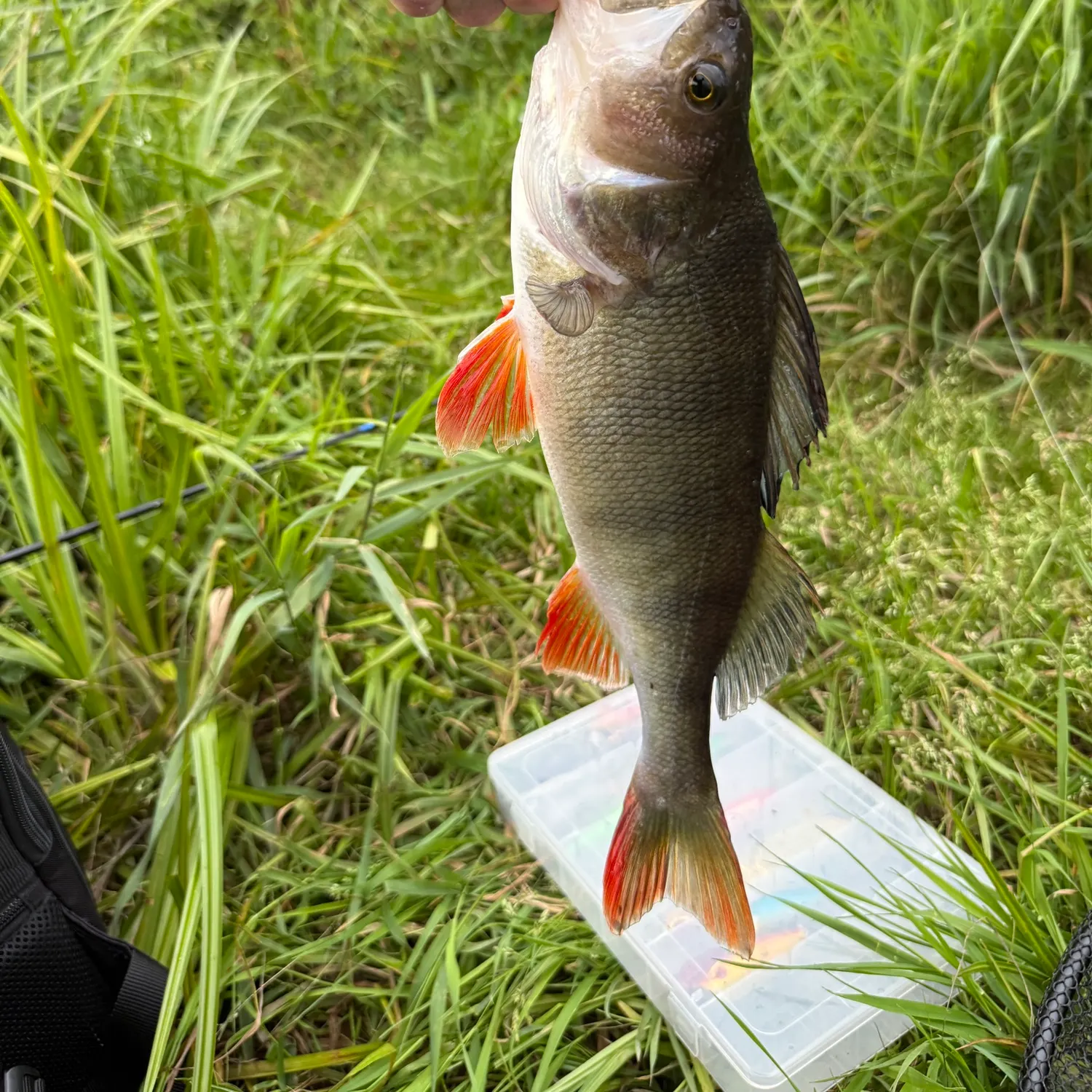 European perch caught on Fishbrain