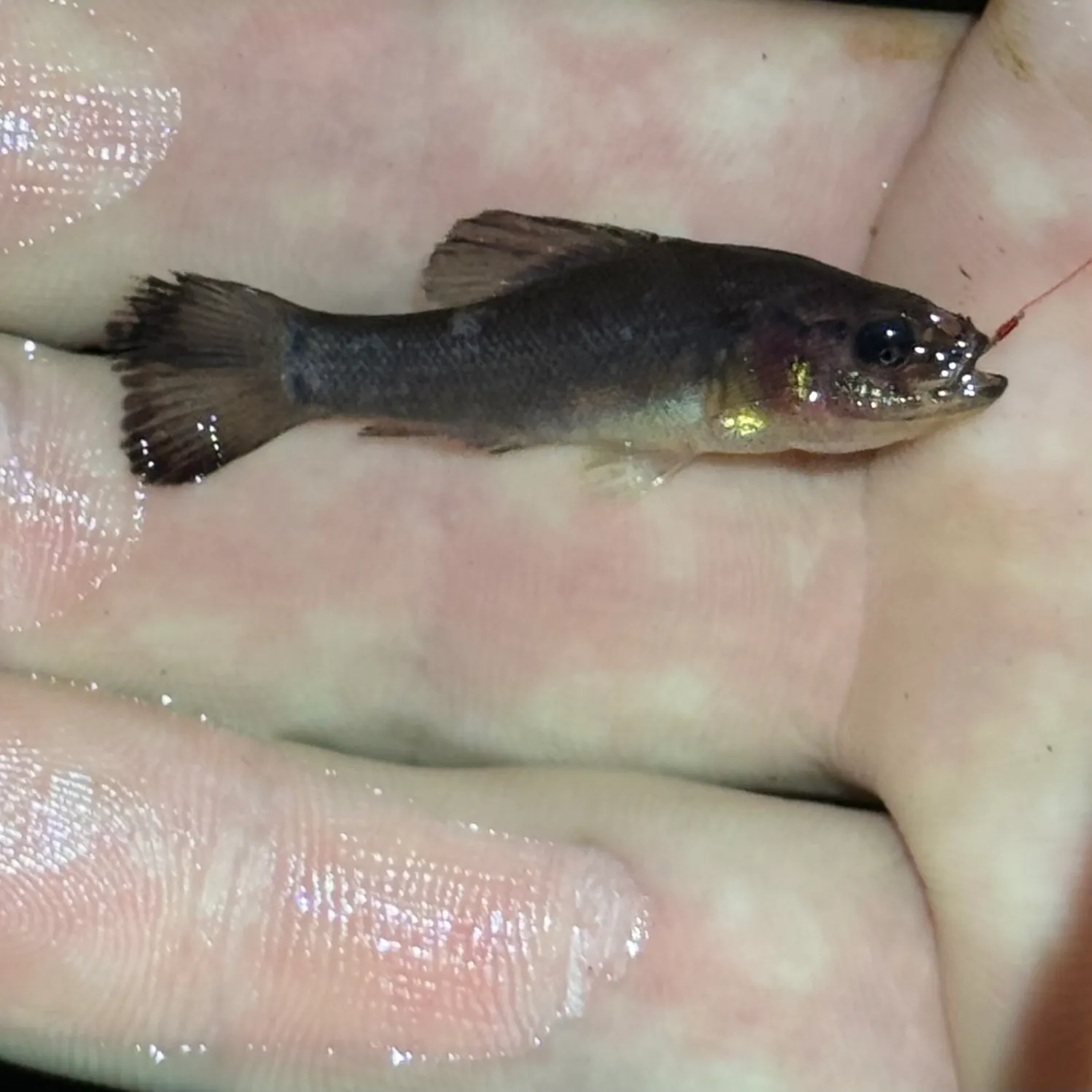 The most recent Western pirate perch catches on Fishbrain