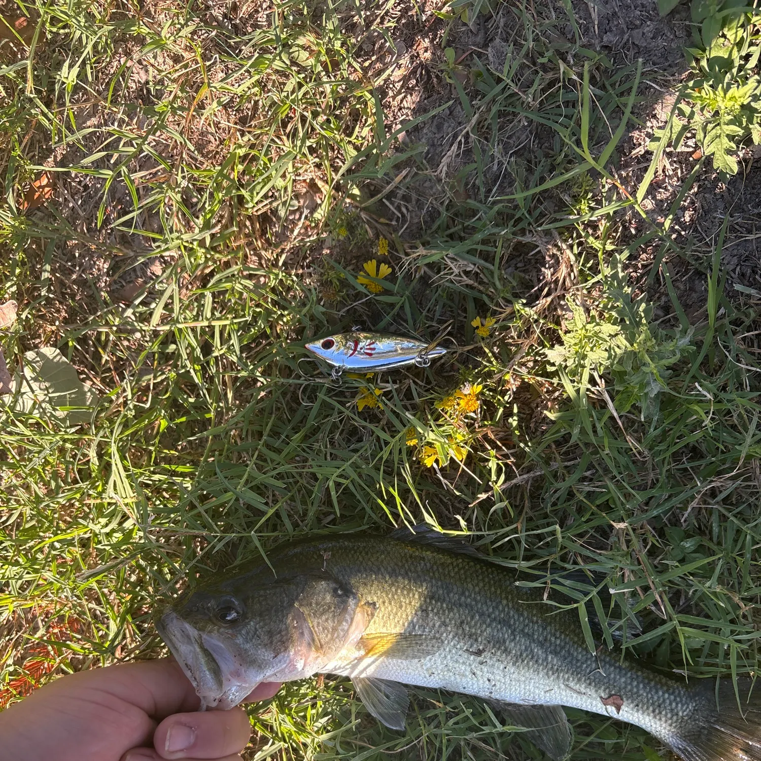 Largemouth bass caught on Fishbrain