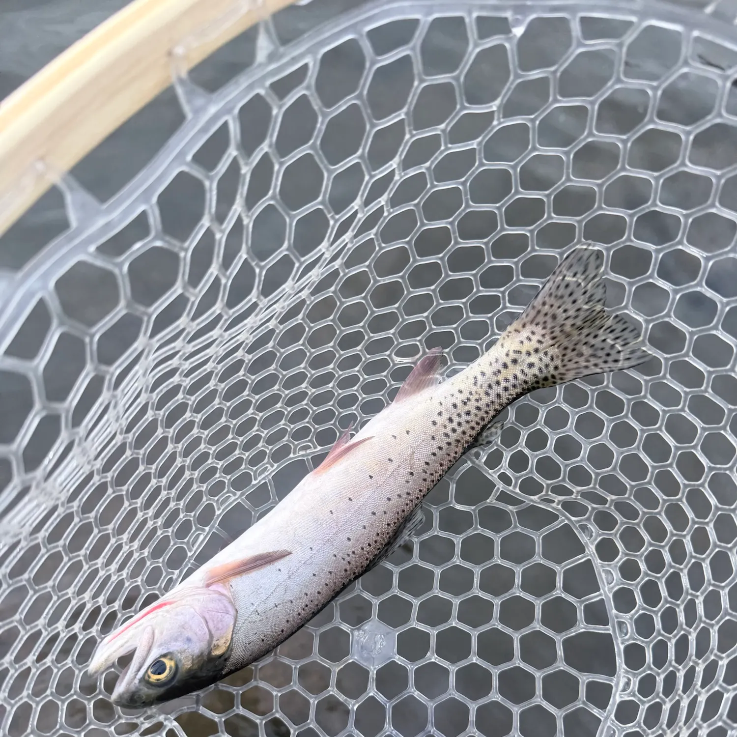 Cutthroat trout caught on Fishbrain