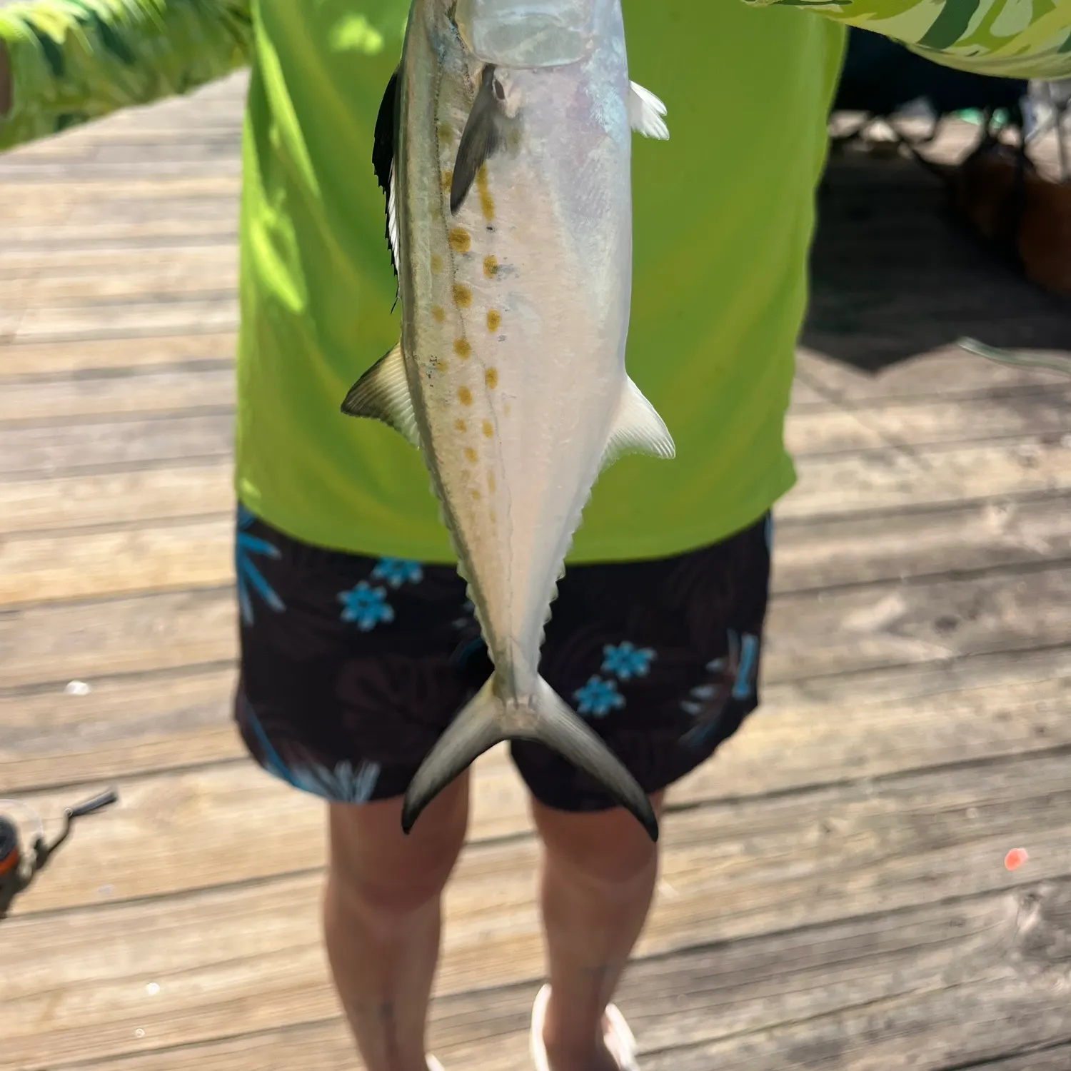 Spanish mackerel caught on Fishbrain