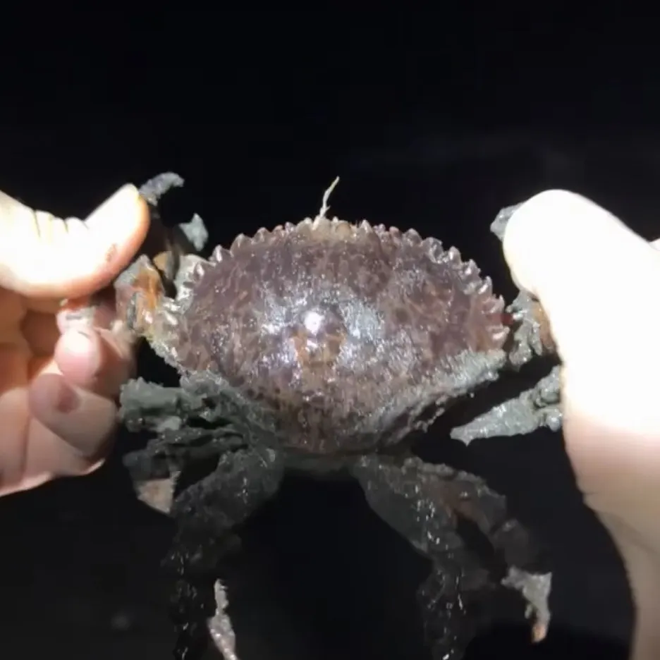 The most recent Pacific rock crab catches on Fishbrain