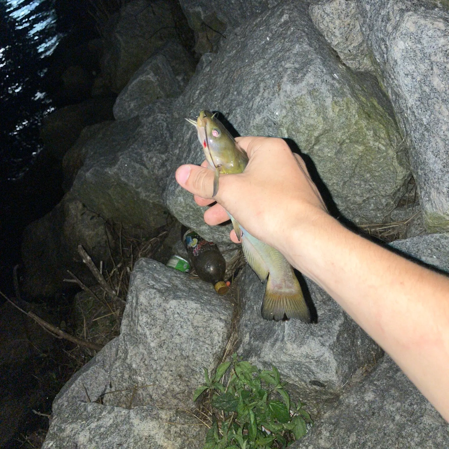 angler catch