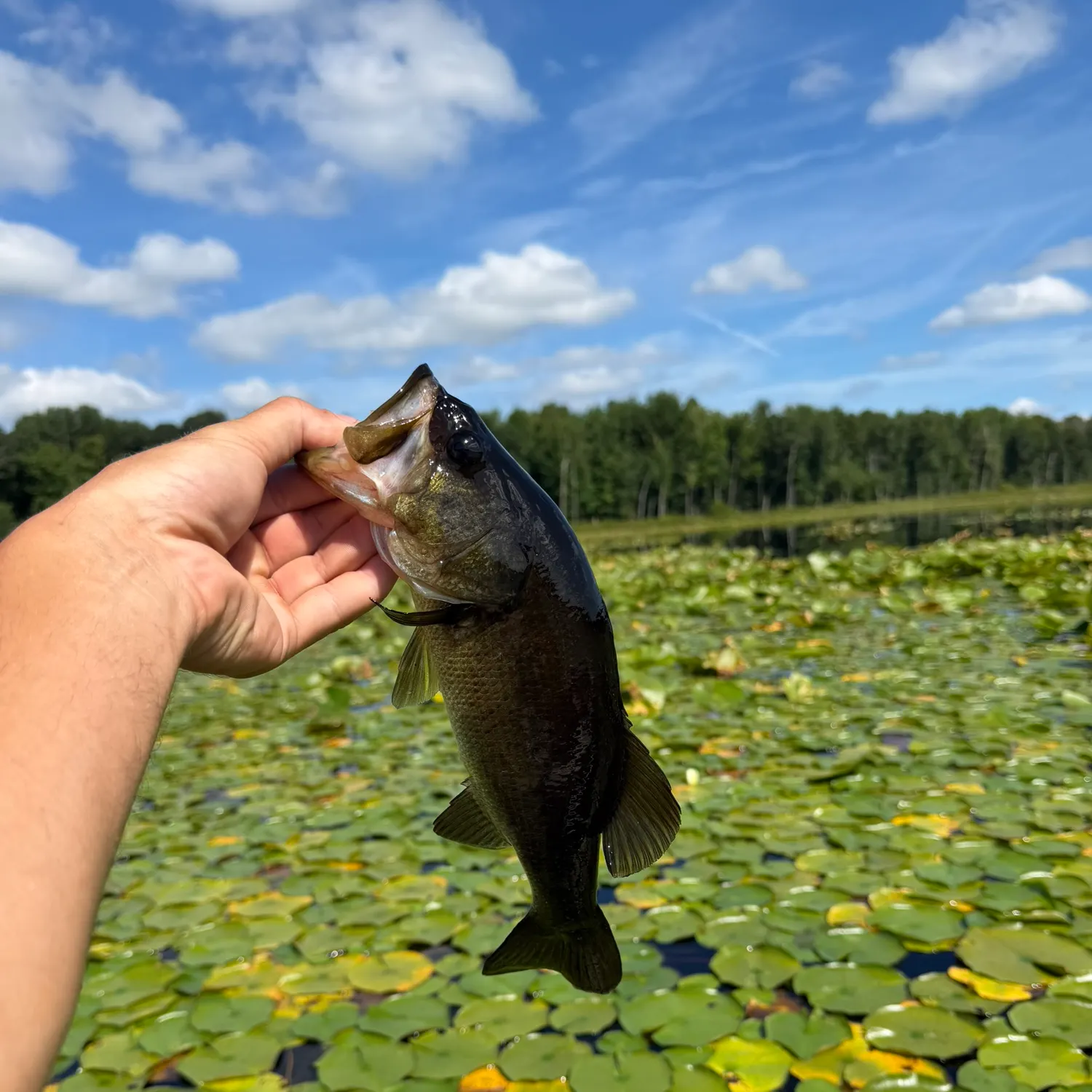 Largemouth bass caught on Fishbrain