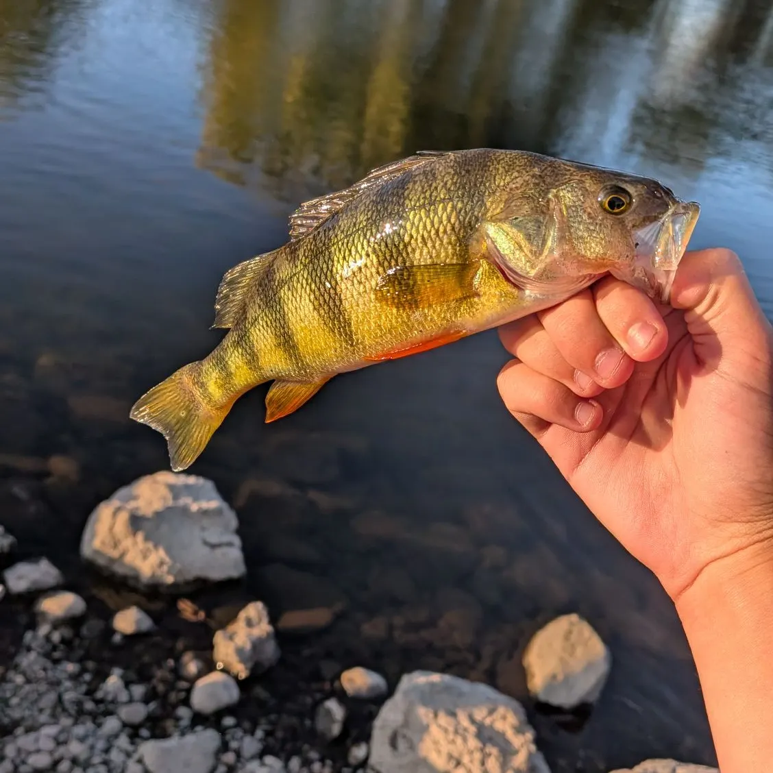 Yellow perch caught on Fishbrain