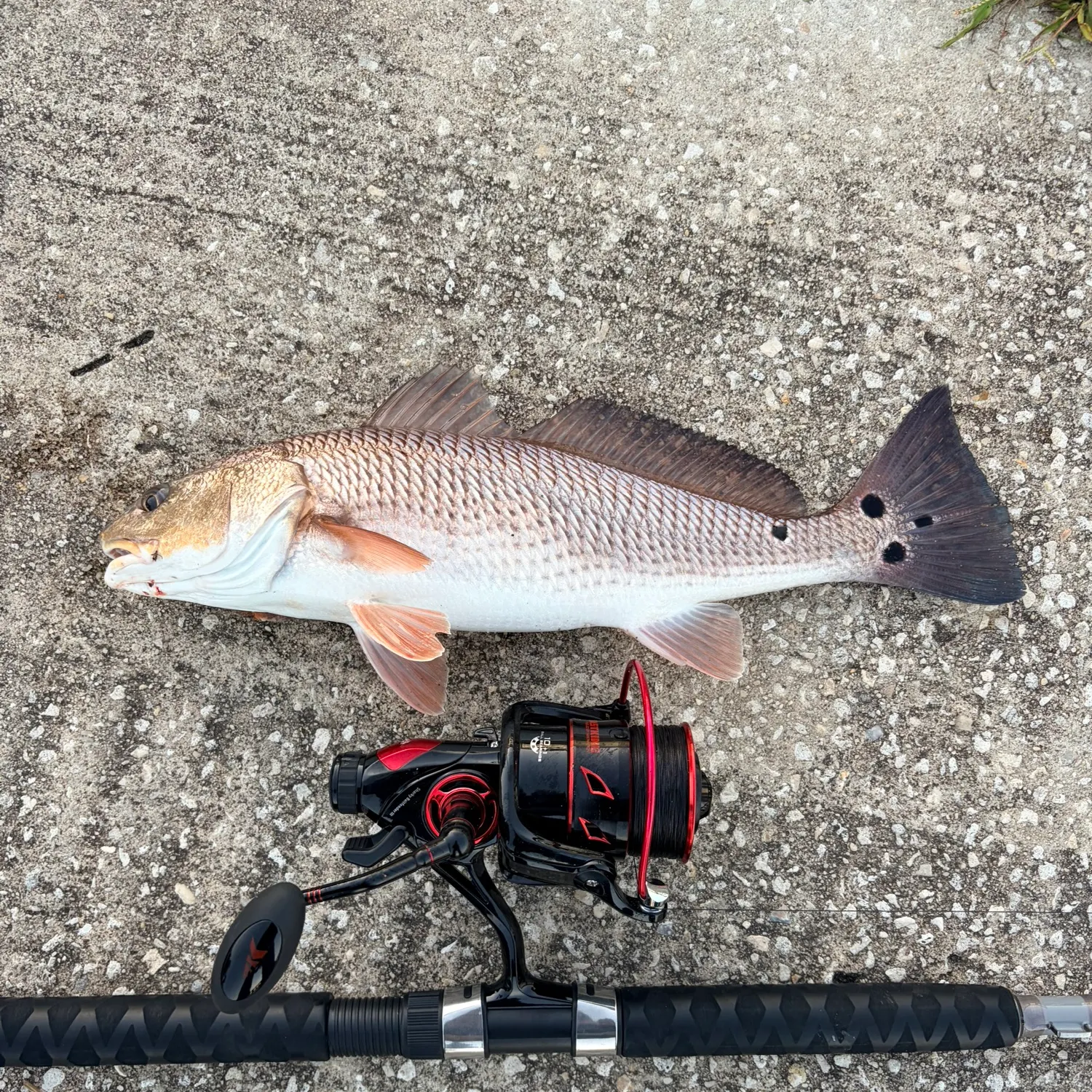 Red drum caught on Fishbrain