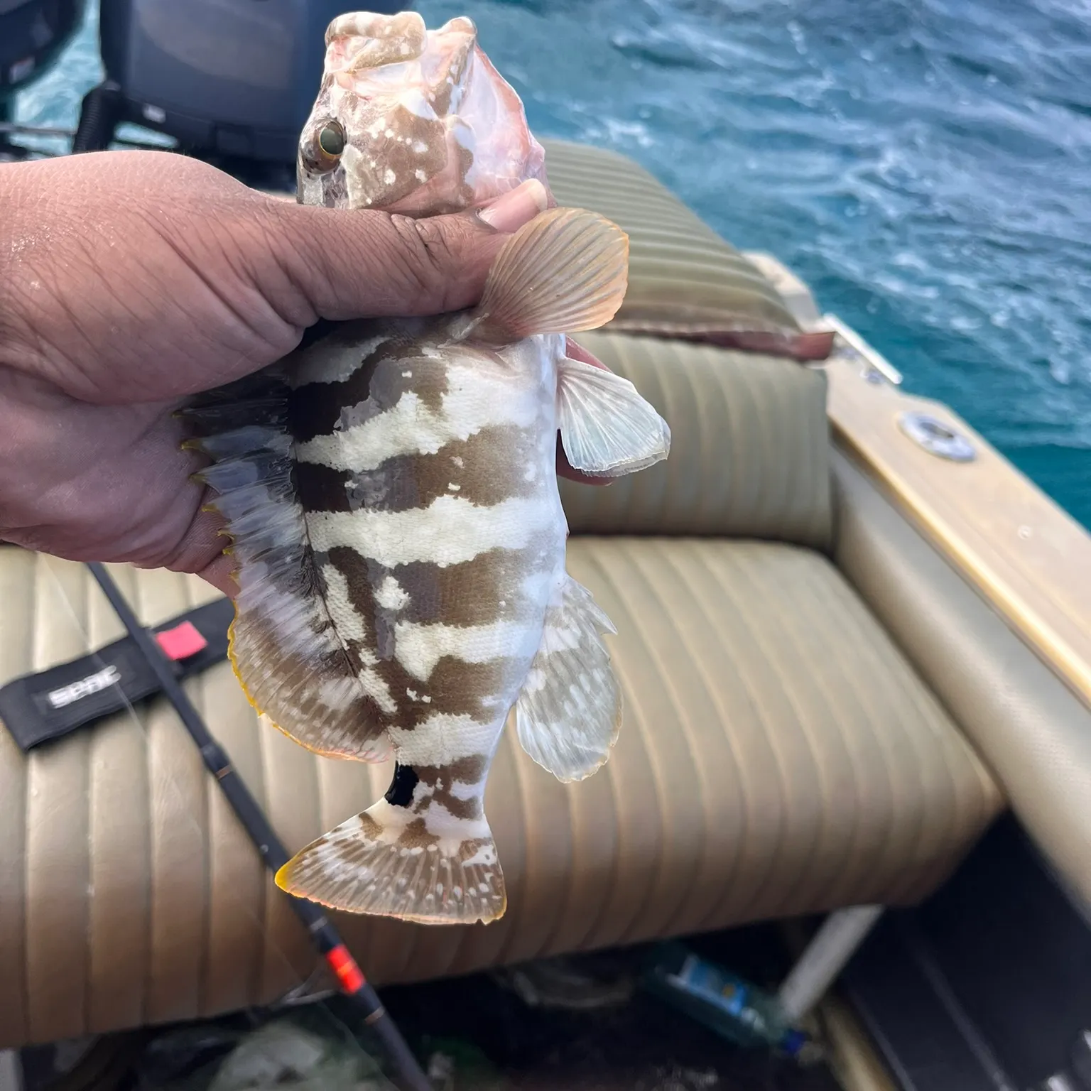 The most recent Nassau grouper catches on Fishbrain