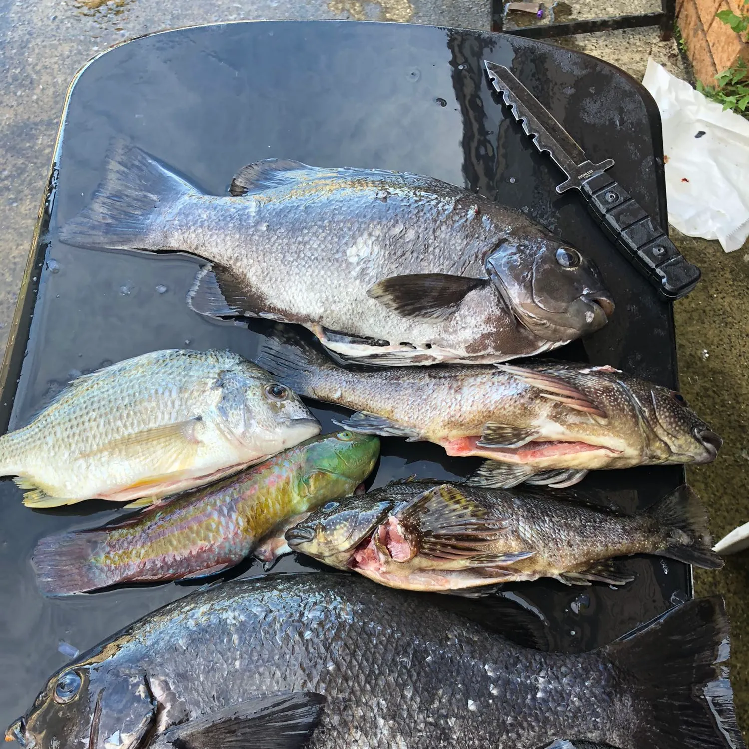 recently logged catches