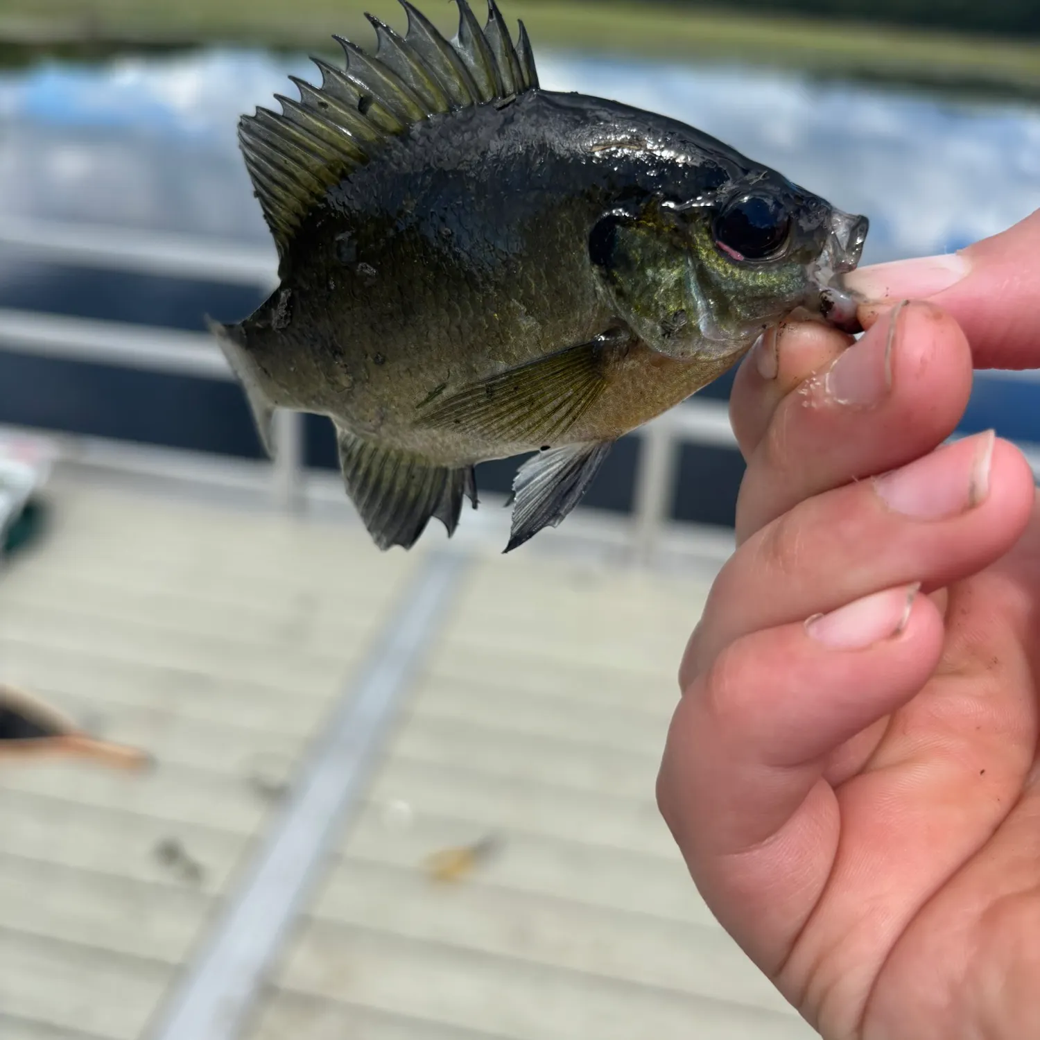 Bluegill caught on Fishbrain