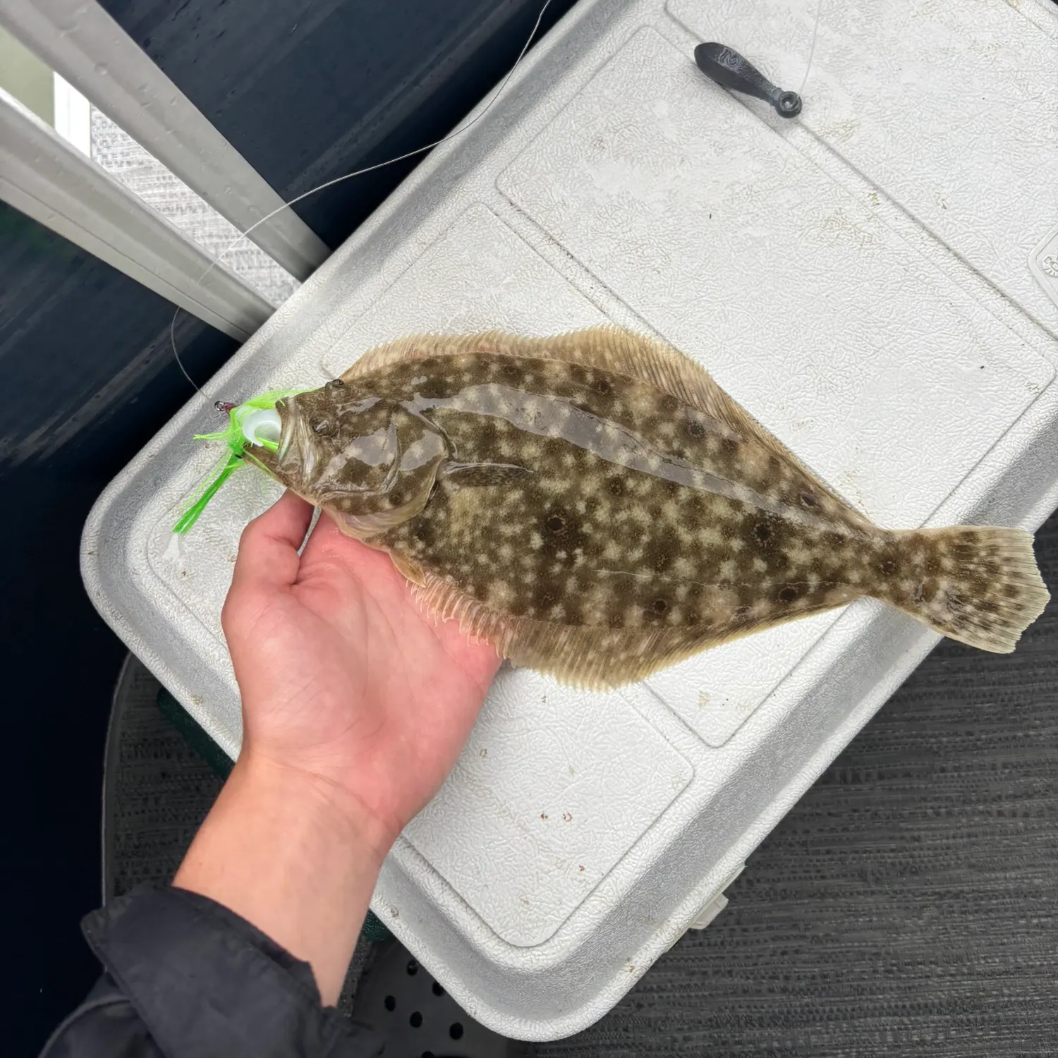 The most recent Summer flounder catches on Fishbrain
