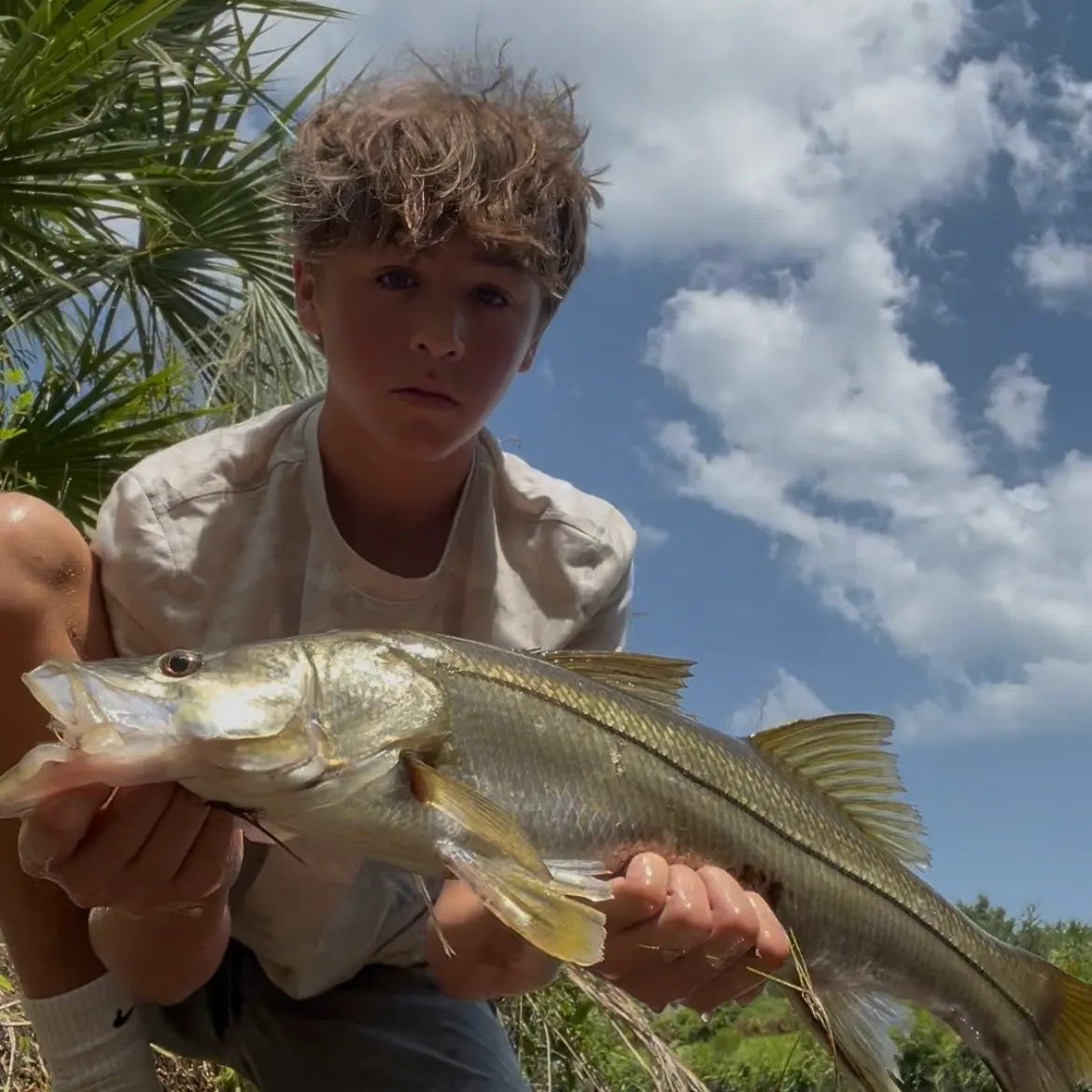 Common snook caught on Fishbrain