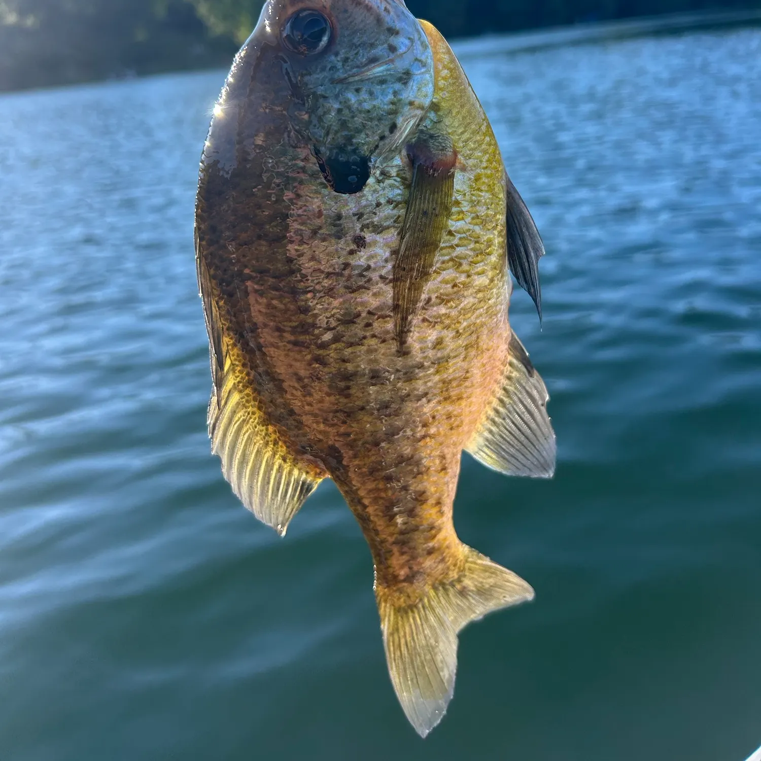 Bluegill caught on Fishbrain