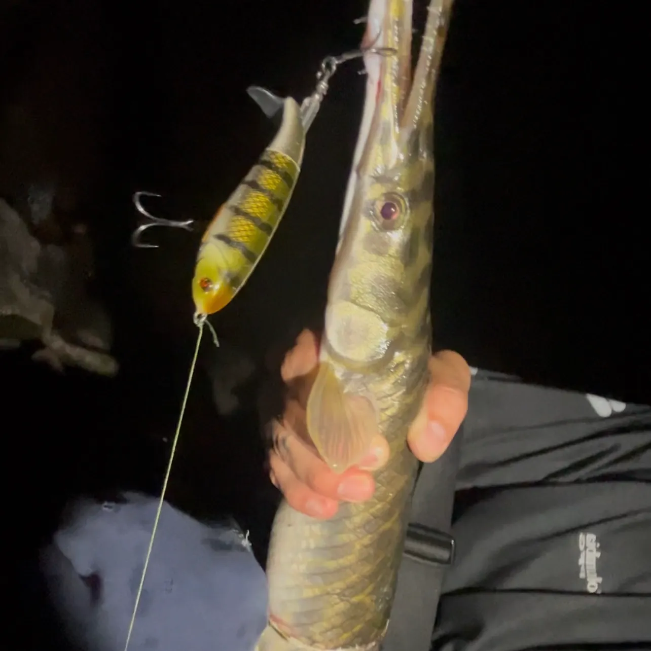Spotted gar caught on Fishbrain
