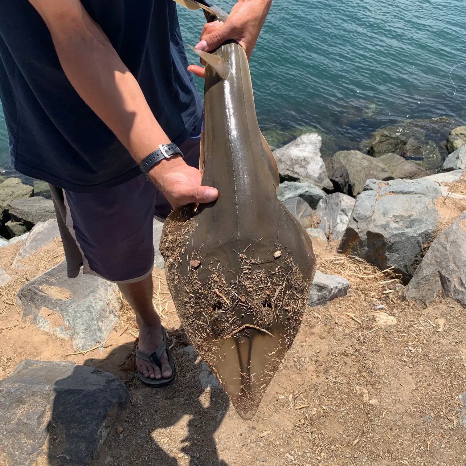 The most recent Pacific shovelnose guitarfish catches on Fishbrain