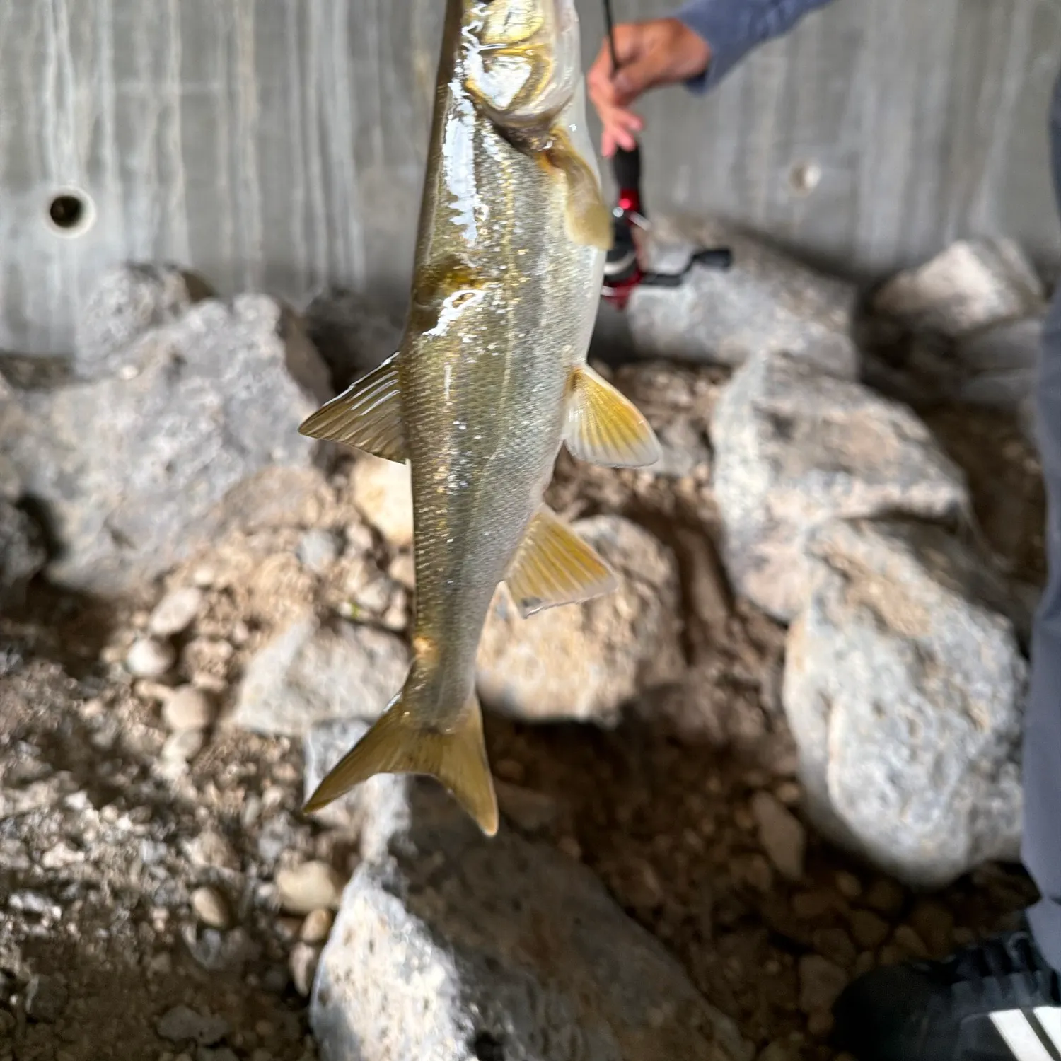 Chiselmouth caught on Fishbrain