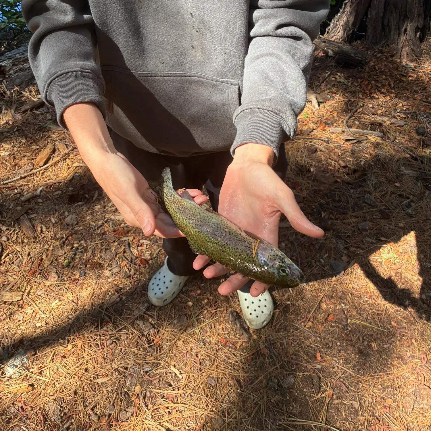 Rainbow trout caught on Fishbrain
