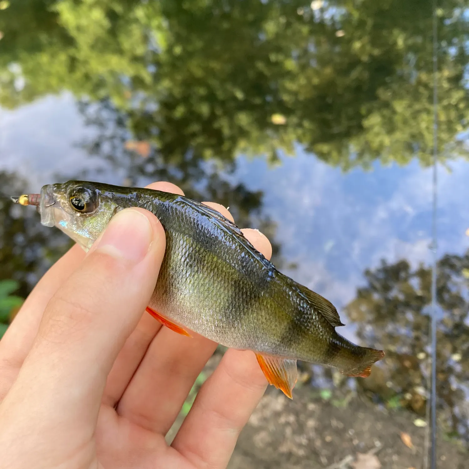 European perch caught on Fishbrain