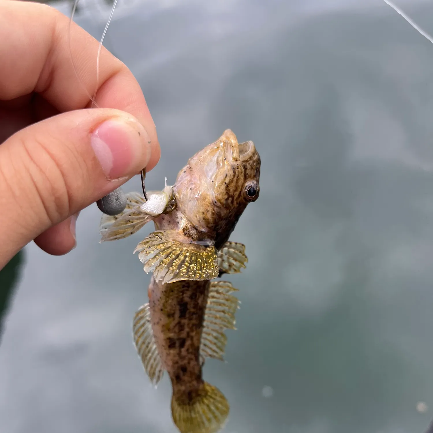 The most recent Black goby catches on Fishbrain