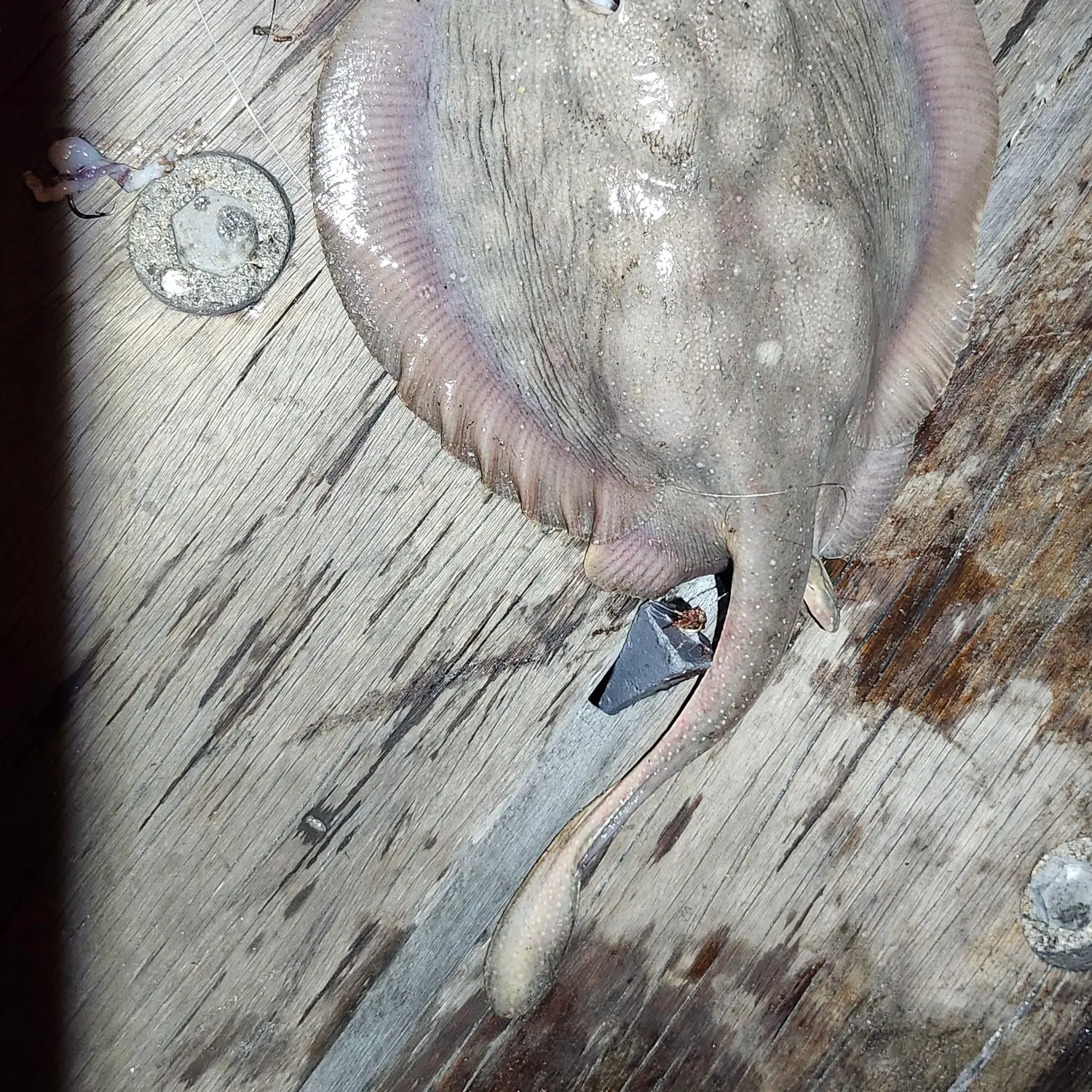 Haller's round ray caught on Fishbrain