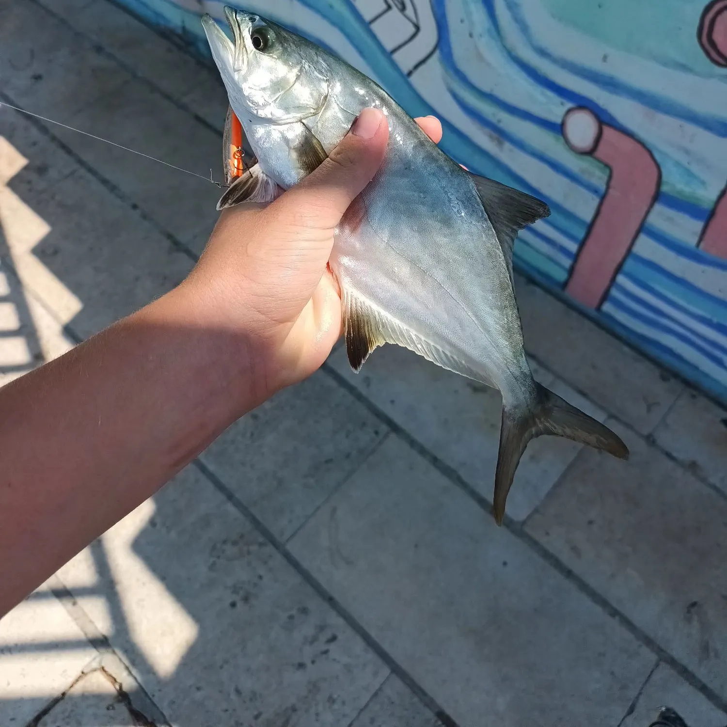 The most recent Leerfish catches on Fishbrain