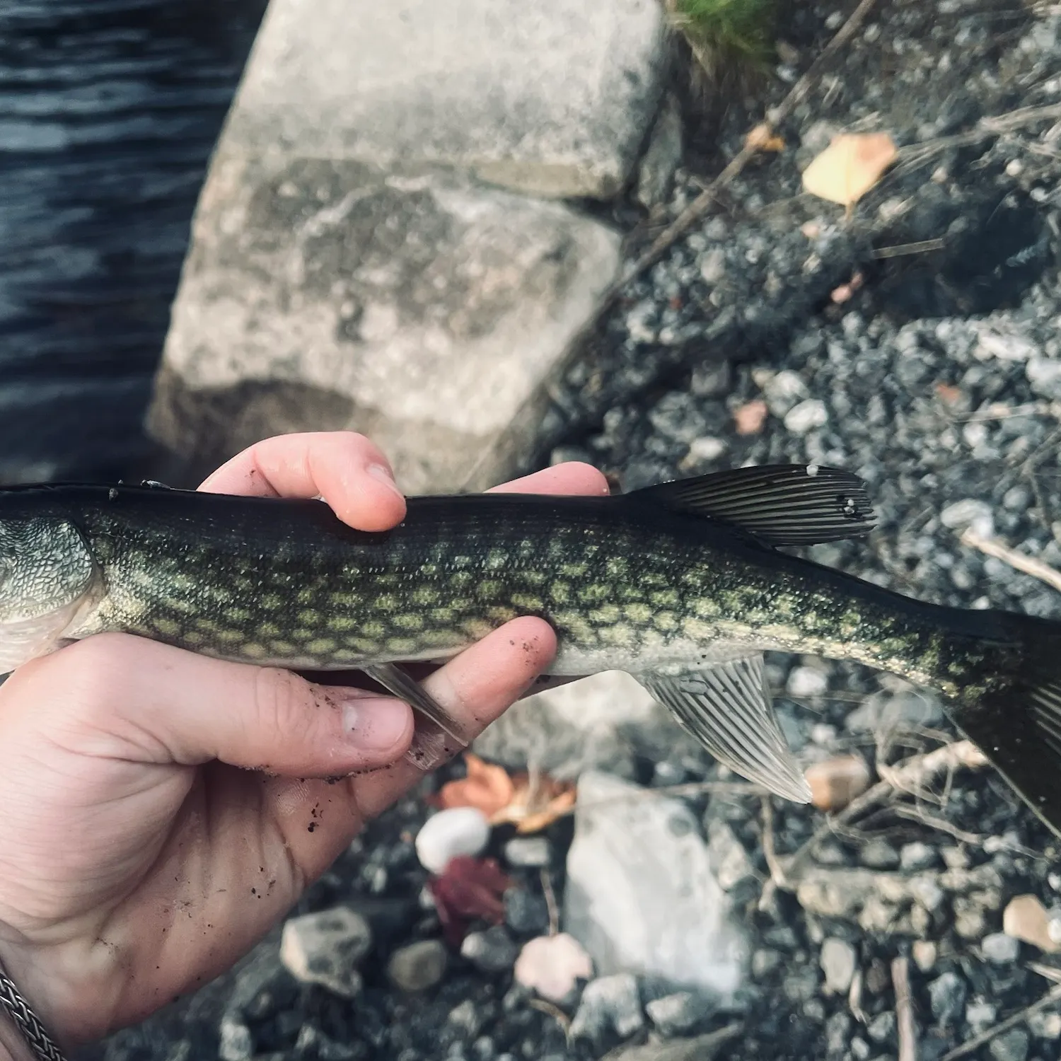 Chain pickerel caught on Fishbrain