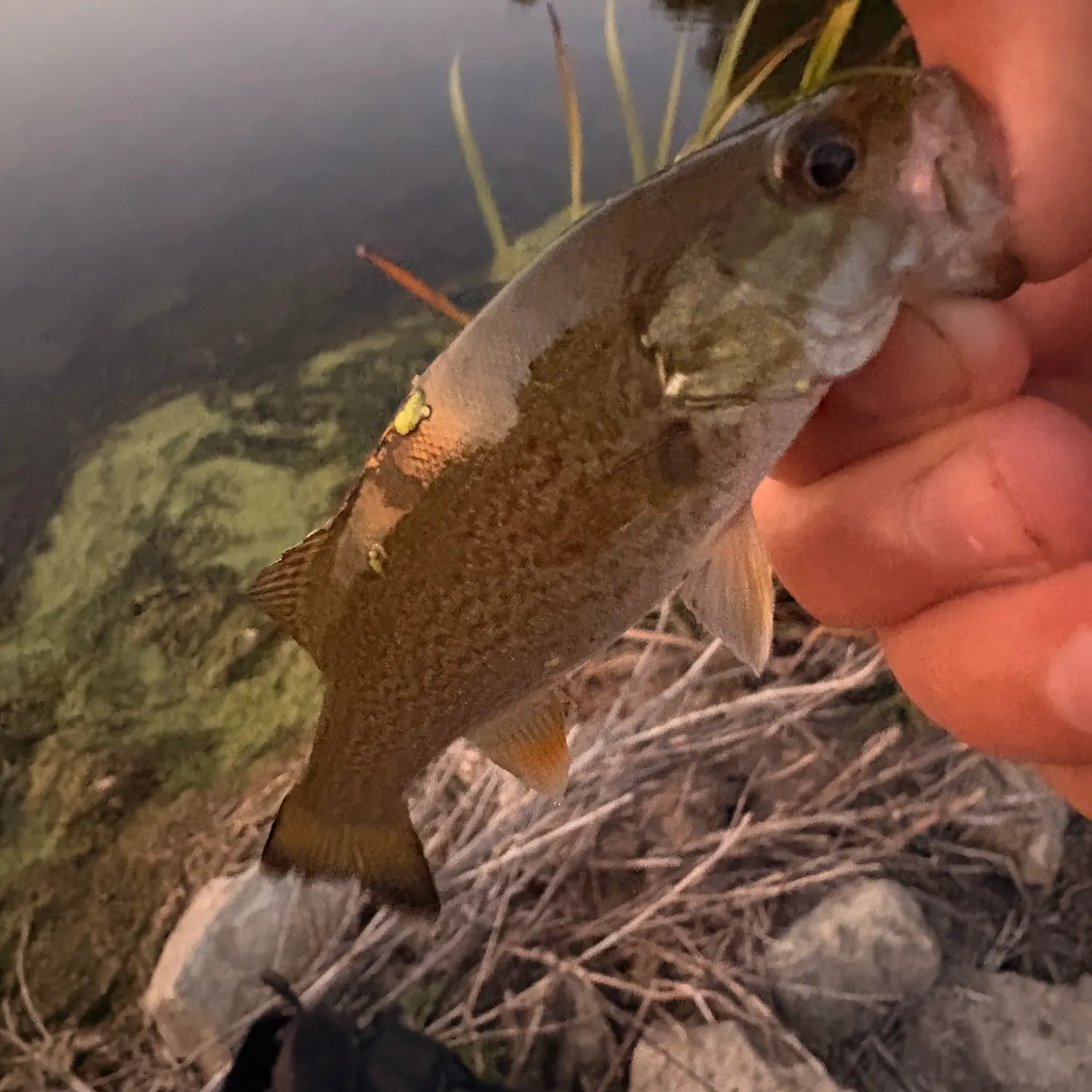 Smallmouth bass caught on Fishbrain