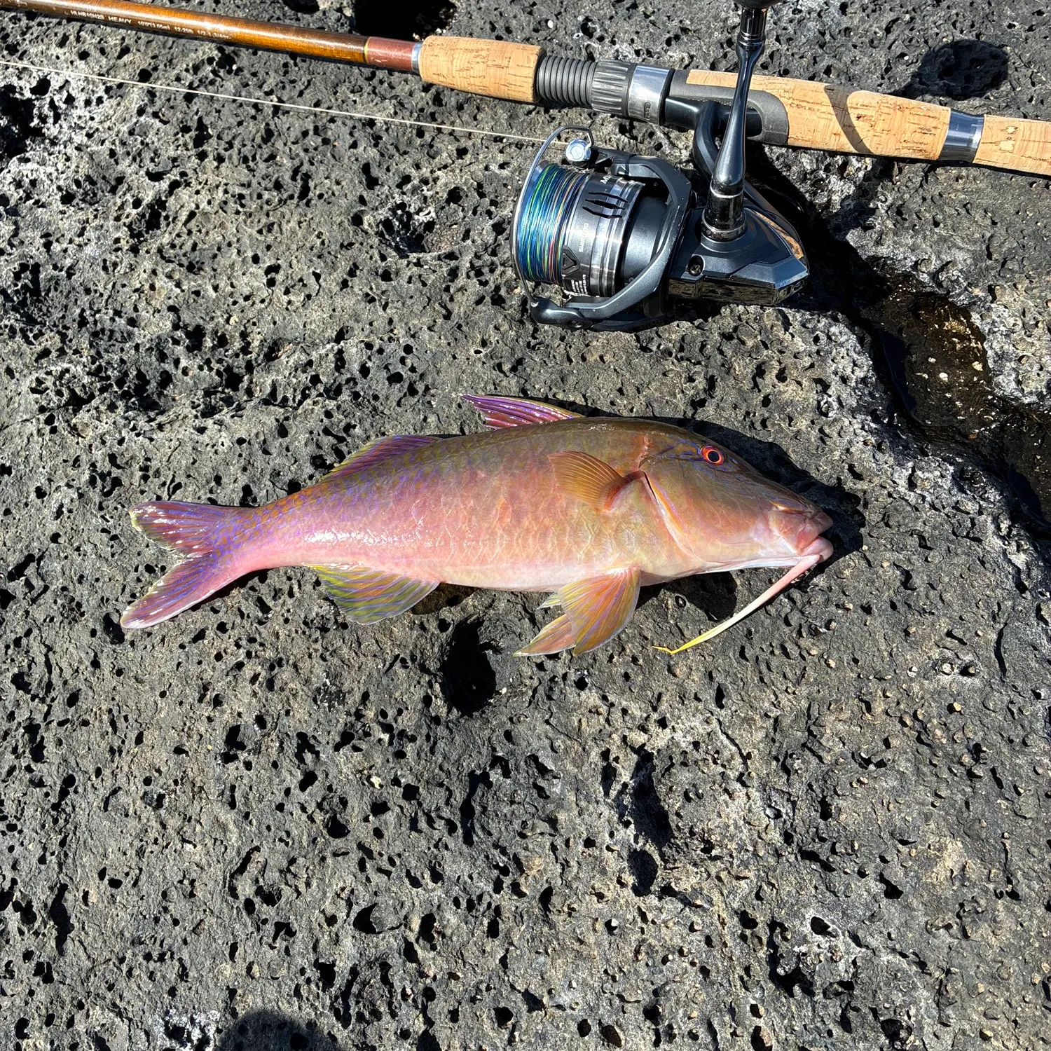 The most recent Goldsaddle goatfish catches on Fishbrain