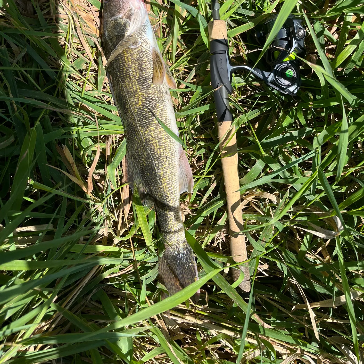 Sauger caught on Fishbrain