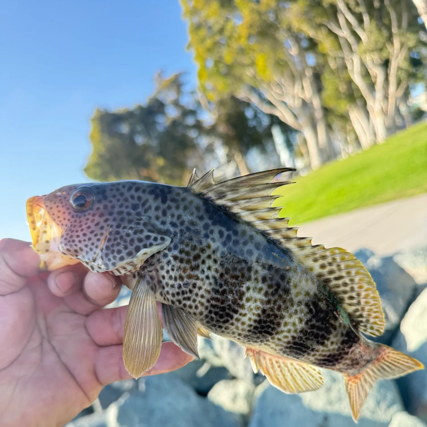 catch