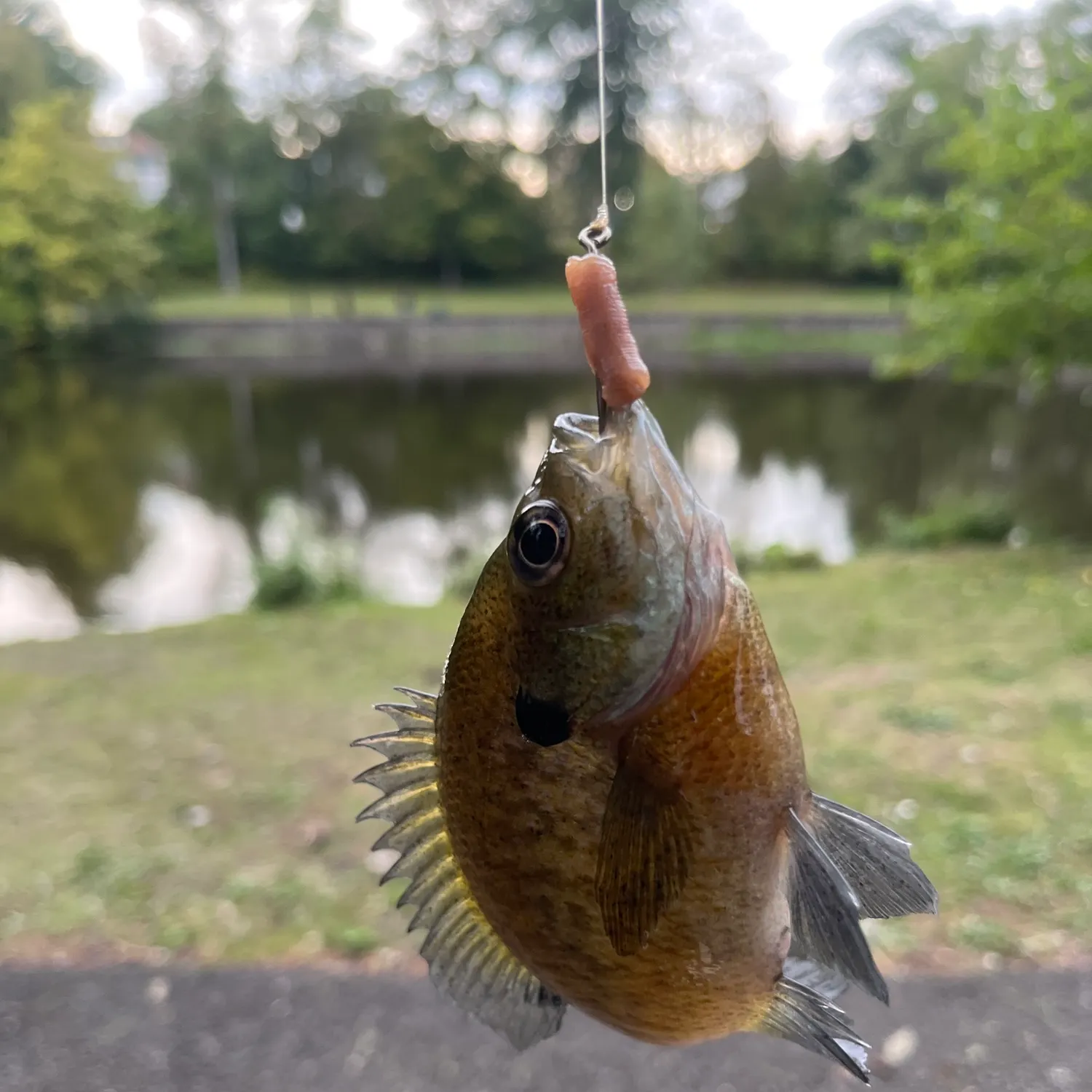 Bluegill caught on Fishbrain