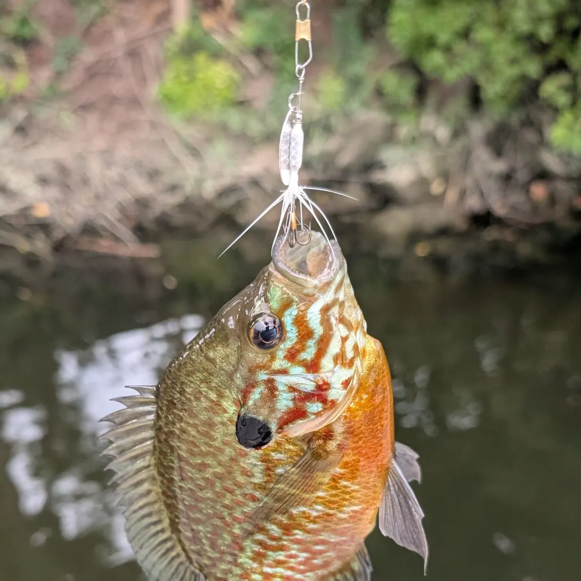 Pumpkingill hybrid caught on Fishbrain